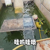 蛊池还有哪些选手活着？养蛊日记