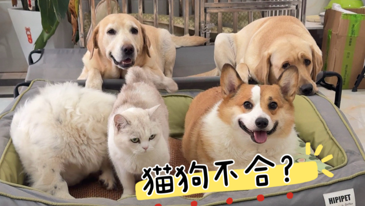 猫狗不合？看小九vs家里的猫