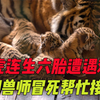 母虎生六胎遭遇难产，驯兽师冒死接生，靠拍老虎屁股化解危机