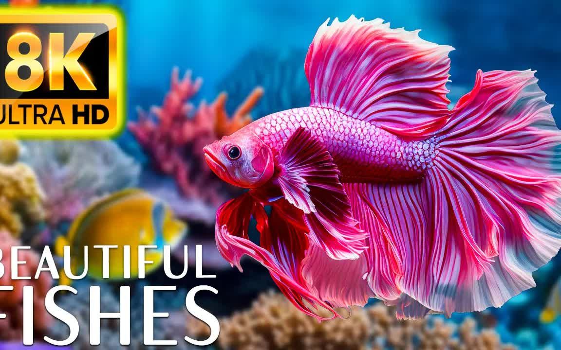 珊瑚礁的鱼类 Uncovering the Most Beautiful Fishes 8K HD  Beautiful Coral Reef Fish哔哩哔哩bilibili