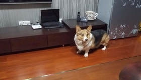柯基与主人的日常 2a459bb3e67f59d5bf33323d9618c5f0790fb6b3.jpg@280w_158h_1c_100q.jpg
