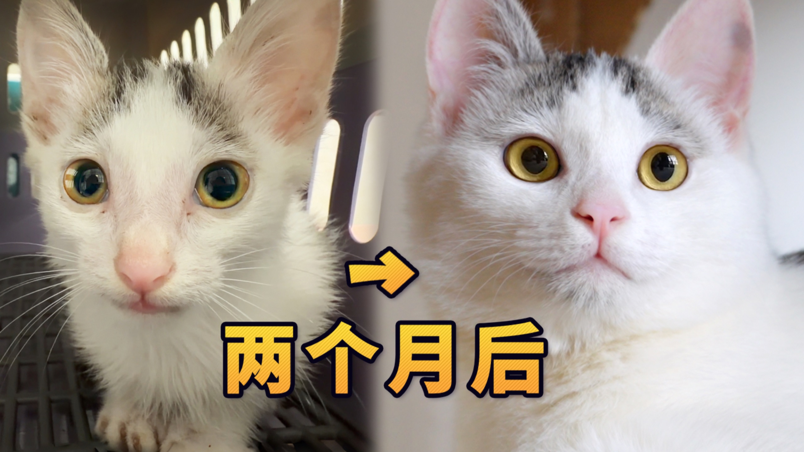 不早说，我以为捡个耗子呢！