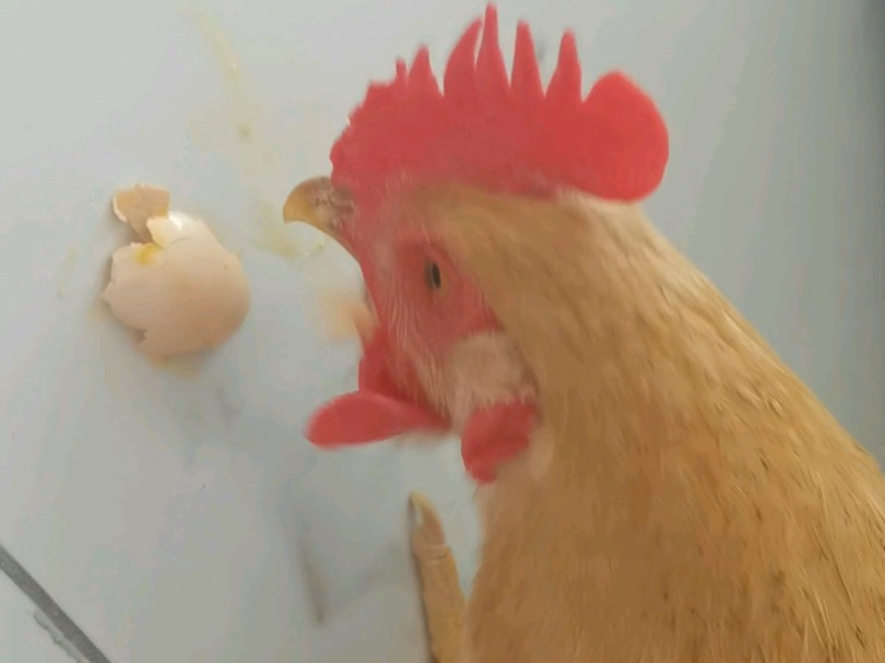 小鸡咕咕下了个蛋自己吃了。后面是小鸡梳毛。