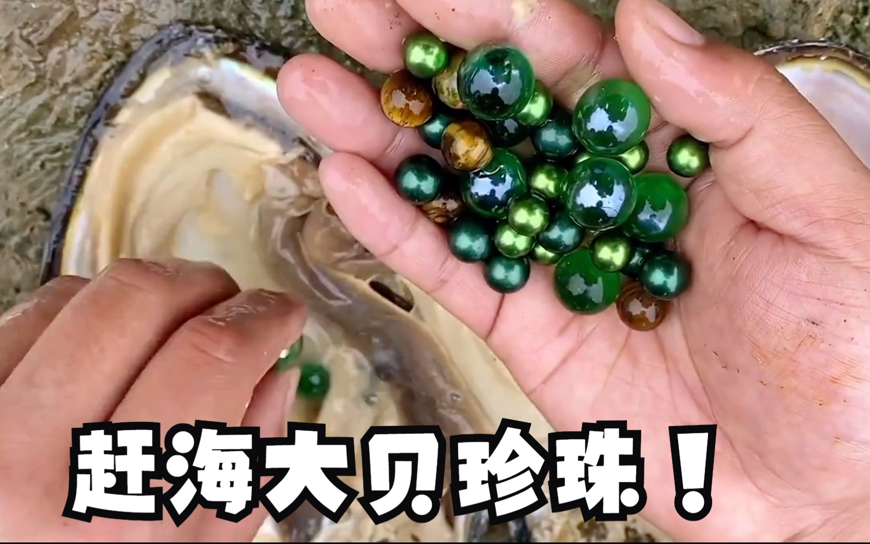 赶海发现大贝珍珠，海星，泥螺，八爪鱼和好看螺壳~！