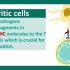T cell  Activation _ USMLE-Step1 revision playlist _ Immunol