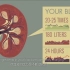 【TED_Ed知识课堂】肾是如何工作的？How do your kidneys work？