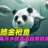 被吃成海中大熊猫的蓝鳍金枪鱼是如何成为永动机的?上岸就烂给你看!