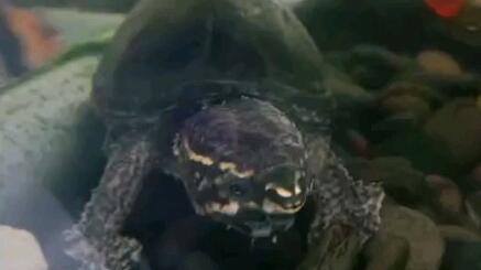 梦境迷踪,抓住乌龟又失手——解梦之旅的深层寓意 梦境迷踪,抓住乌龟又失手——解梦之旅的深层寓意