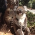 澳洲一只被朋友从树上踹下来，委屈巴巴嚎啕大哭的考拉