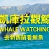 新西兰观鲸攻略！带你亲眼领略大自然的奥秘！