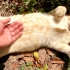 一只米色猫肚子朝天躺下，被人抚摸