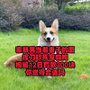 家暴男当着妻子的面，20多刀砍死宠物狗，只拘留和罚款这合适吗