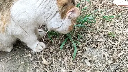 还没双11呢就得吃草了