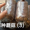 家庭环境如何种蘑菇教程3 制作蘑菇生长包