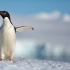 迪士尼纪录片《企鹅》Disneynature's Penguins-官方预告-啊~萌萌的小企鹅~