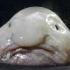 【油管搬运】hagfish这种鱼甩了爹一脸史莱姆！！