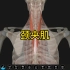 颈夹肌的功能解剖