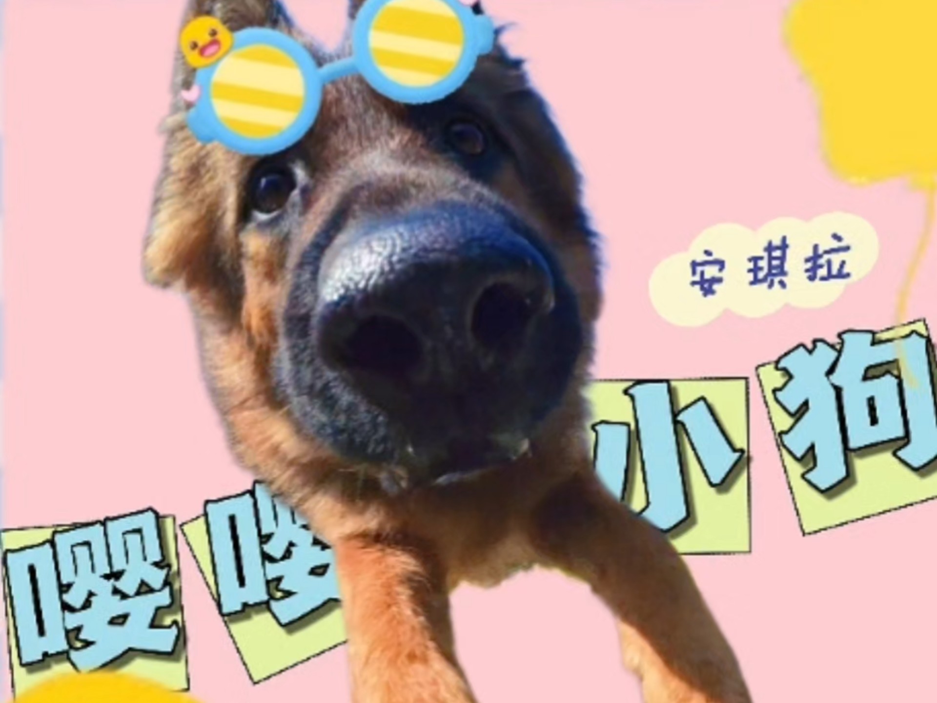 狗狗过年回乡后的状态！