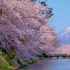 春天日本樱花美景风景视频素材