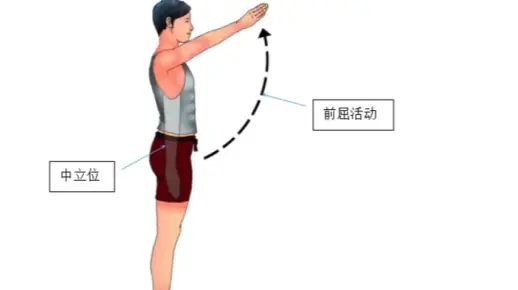 肩关节前屈和外展运动