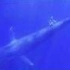 鲸在咫尺 摄影师与蓝鲸共游印度洋