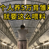 1个人养5万只育雏鸡就要这么喂料，周氏锦玺自动化养殖设备 #养鸡人 #科学养鸡 #养殖设备