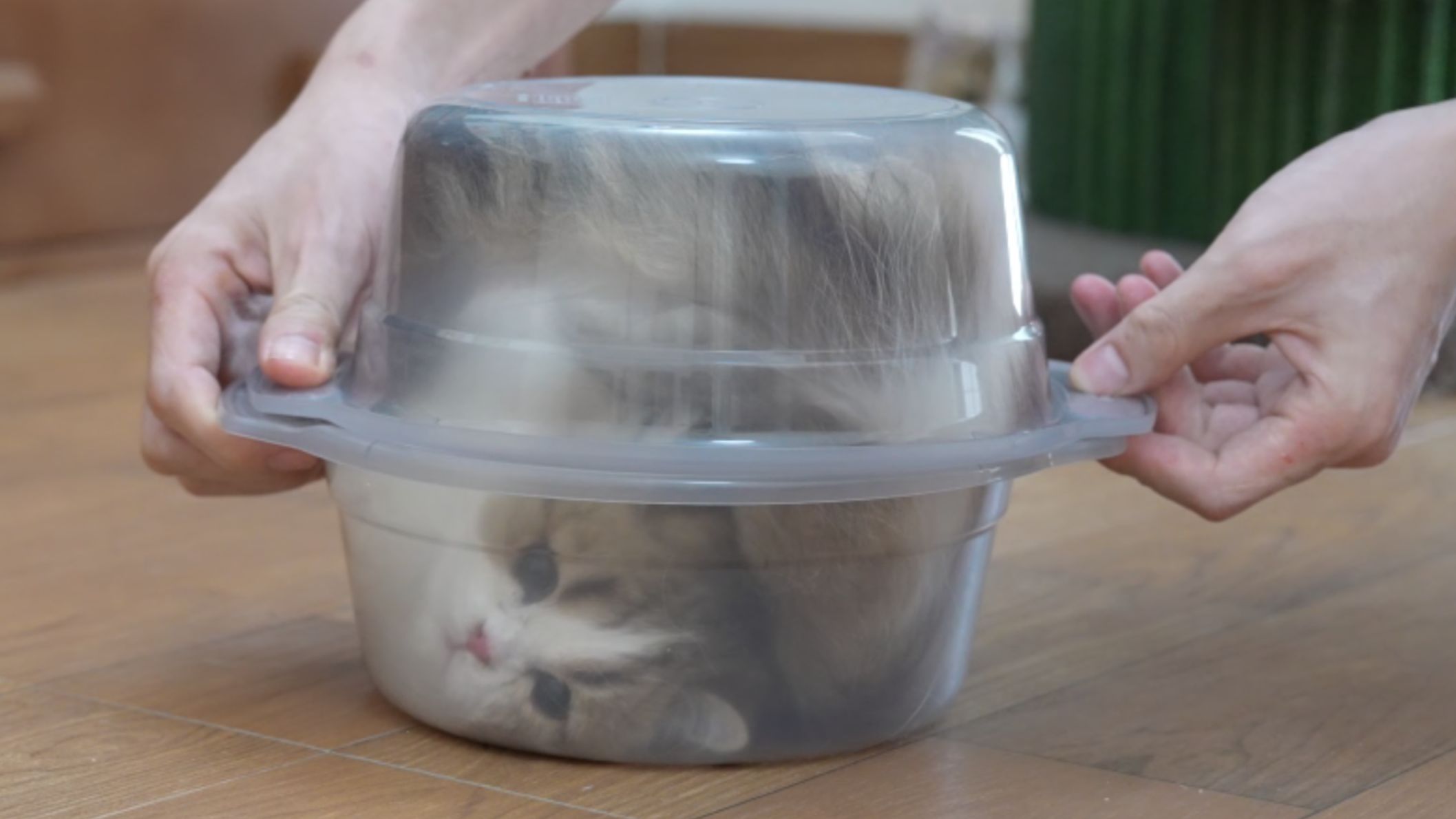 猫是液体，但傻猫不是
