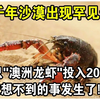 中国新疆沙漠腹地出现罕见奇观！将5000只“澳洲龙虾”投入20亩沙地，让人意想不到的事发生了
