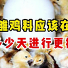 雏鸡饲料什么时间更换
