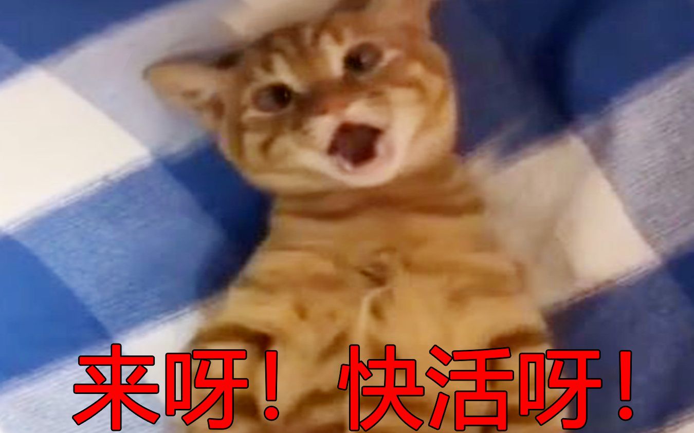 【沙雕配音】猫咪说鬼话哔哩哔哩bilibili