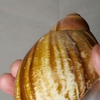 介绍一批贝壳