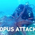 潜水员被巨大章鱼袭击，太缠人了