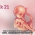 胎儿宫内的发育过程(P1和P2，一共2个视频哦！)