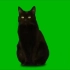 绿屏幕抠像黑猫视频素材