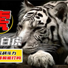 白虎是怎么形成的？在虎群里地位有多高？战斗力秒杀狮子