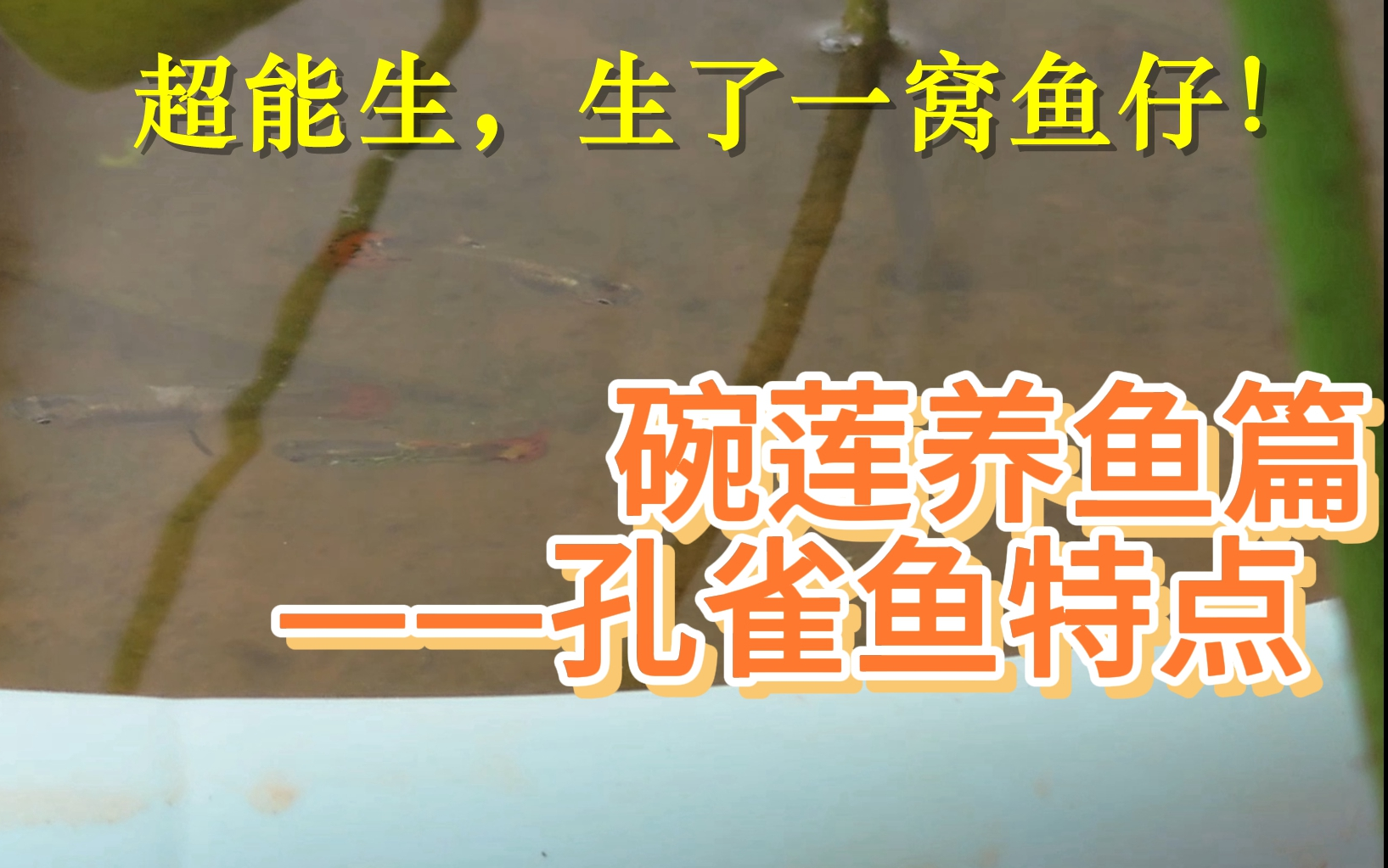 碗莲养鱼篇-孔雀鱼品种特点介绍，喂食习性