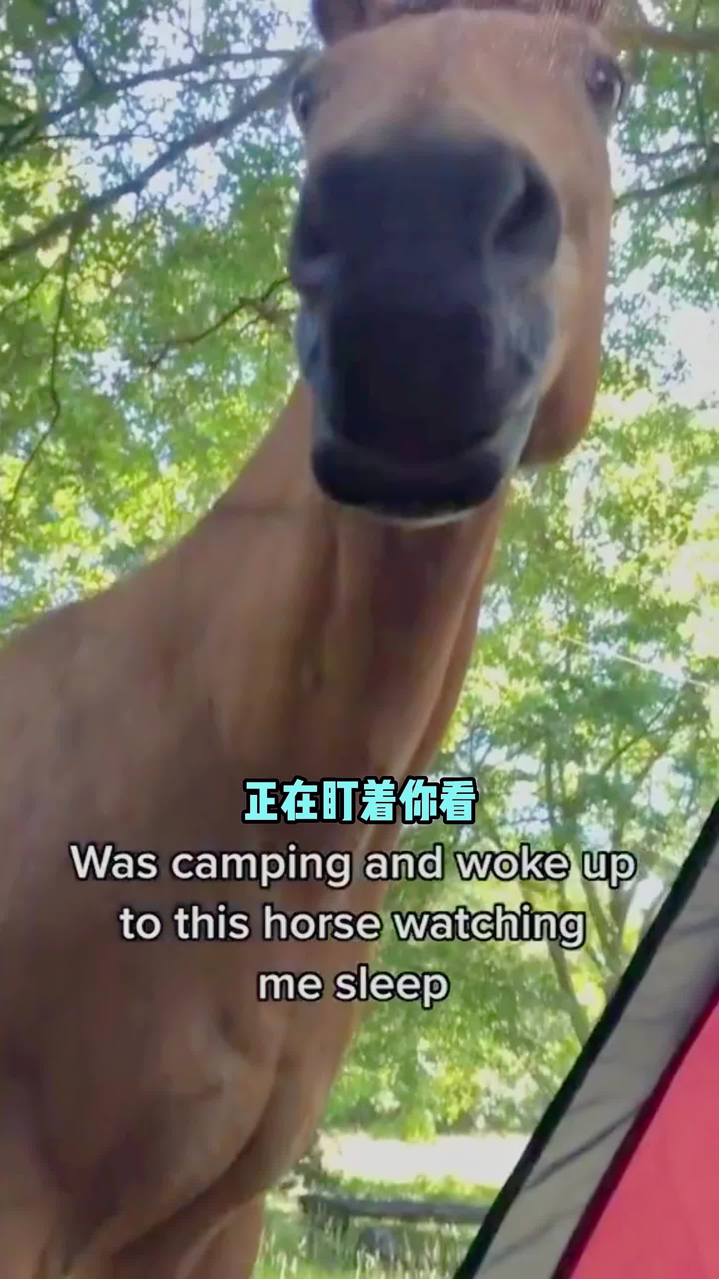 当你露营时睡醒，发现一匹马正在盯着看你