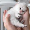还没满月的小奶猫