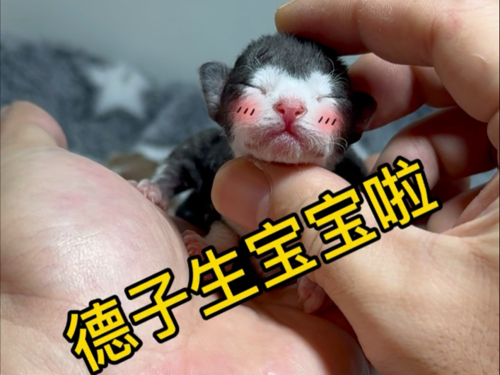 德子竟然生了一只库洛米！
