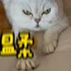 狗儿子也是儿子