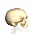 【AnatomyZone】Skulltutorial(1)-BonesoftheCalvaria-Anat