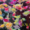 天使鱼中小型热带淡水鱼苗观赏鱼荧光小型孔雀斑马灯科好养耐活体
