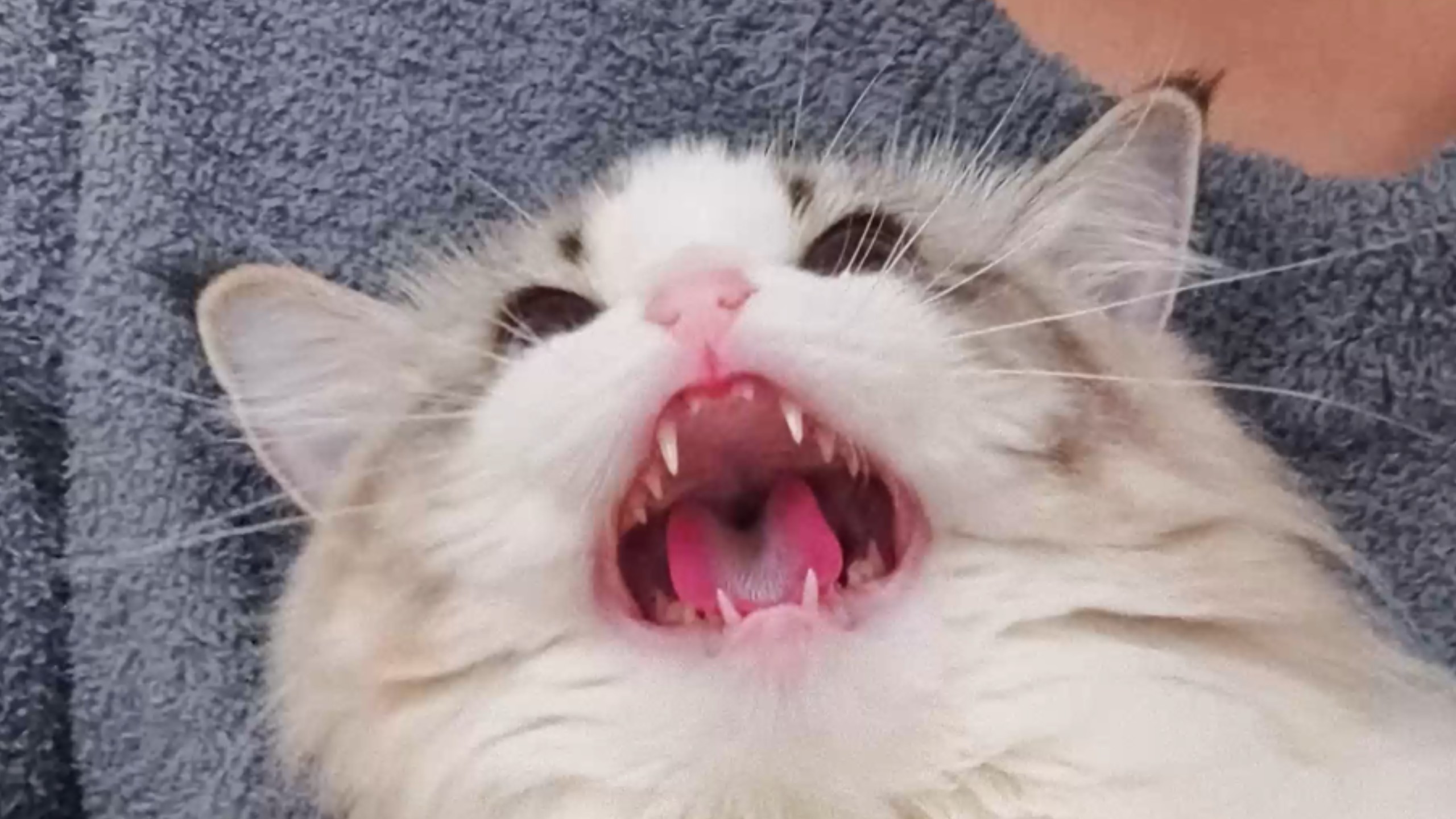 在小猫哈气时给她吃零食