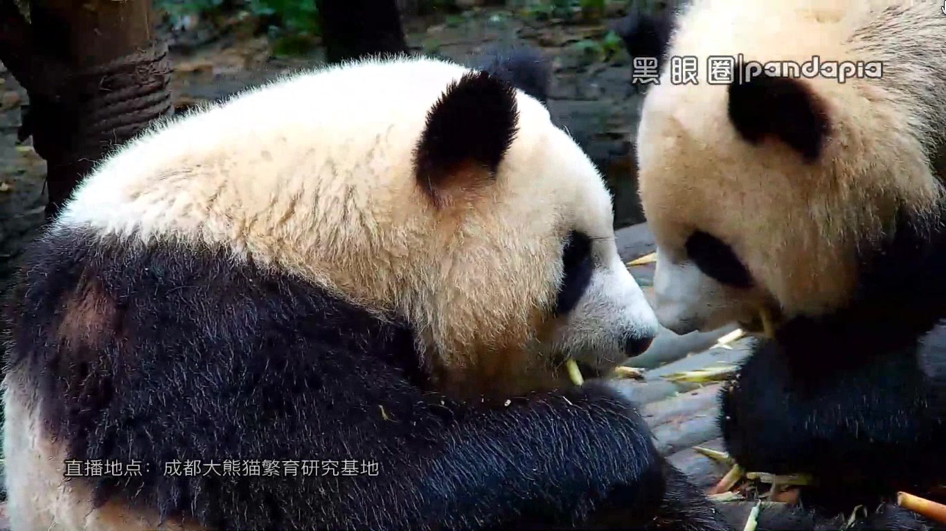 20170503 pandapia屏录 幼年园早饭吃笋笋 (近景)