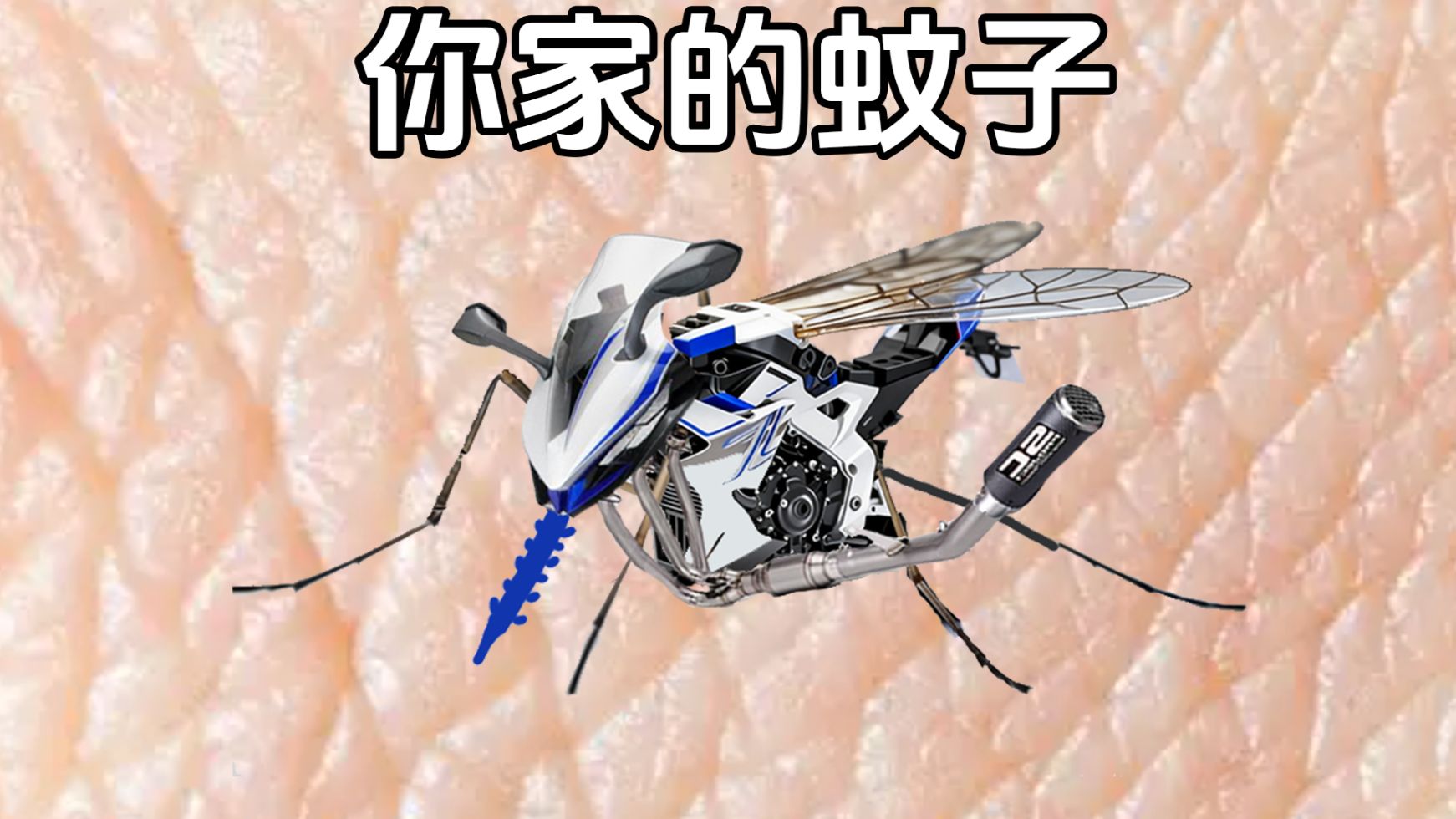 介绍一种我国的蚊子