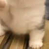 可爱的猫猫