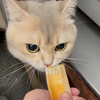 看猫猫吃东西很治愈