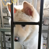 高颜值修狗长歪了