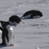 为什么企鹅在寒冷的南极不会被活活冻死？