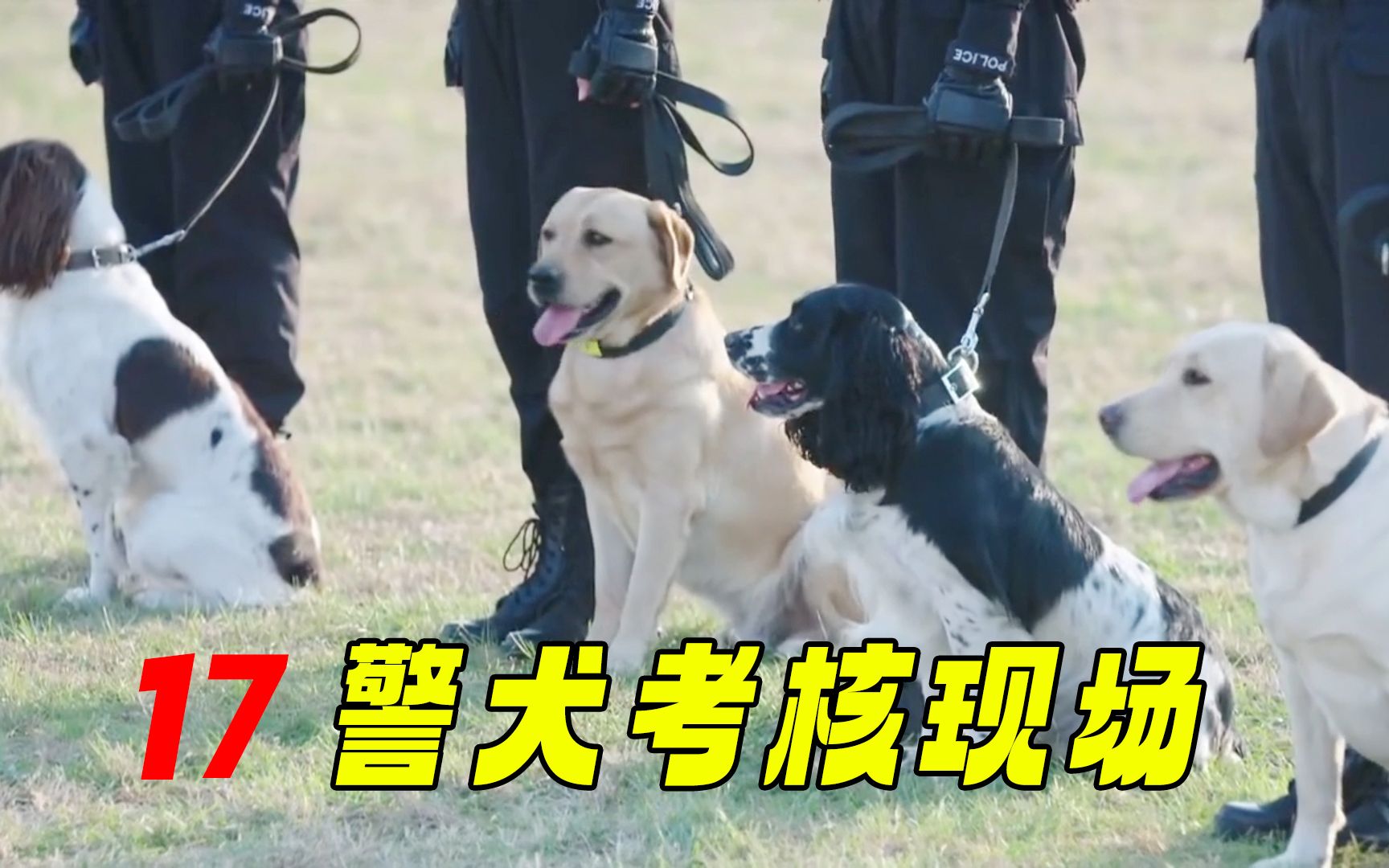 警犬樱桃换训犬员没有耽误训练进度,顺利通过考核,好样的